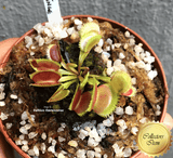 COLLECTORS ITEM 🌟 Venus Flytrap LUNATIC FRINGE 💎 Exact plant pictured! 📏 MED winterbulb (5-8cm in summer)