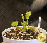 COLLECTORS ITEM 🌟 Venus Flytrap LARGE ERECT PINK TRAP > Exact plant pictured