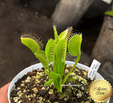 COLLECTORS ITEM 🌟 Venus Flytrap LARGE ERECT PINK TRAP 💎 Exact plant pictured! 📏 XL winterbulb (10-12cm in summer)