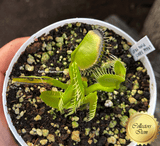 COLLECTORS ITEM 🌟 Venus Flytrap LARGE ERECT PINK TRAP 💎 Exact plant pictured! 📏 XL winterbulb (10-12cm in summer)