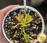 COLLECTORS ITEM 🌟 Venus Flytrap LARGE ERECT PINK TRAP > Exact plant pictured