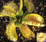 VENUS FLYTRAP: Louchapates for sale | Buy carnivorous plants and seeds online @ South Africa's leading online plant nursery, Cultivo Carnivores