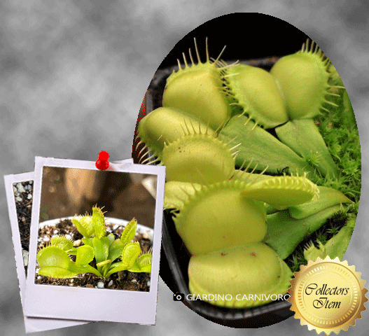 Venus Flytrap Moon Trap • Flytrapstore,USA