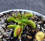 COLLECTORS ITEM 🌟 Venus Flytrap PARADISIA 💎 Exact plant pictured! 📏 XL winterbulb (10-12cm in summer)