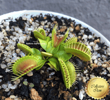 COLLECTORS ITEM 🌟 Venus Flytrap PARADISIA 💎 Exact plant pictured! 📏 XL winterbulb (10-12cm in summer)