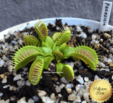 COLLECTORS ITEM 🌟 Venus Flytrap PARADISIA 💎 Exact plant pictured! 📏 XL winterbulb (10-12cm in summer)