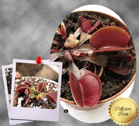 COLLECTORS ITEM 🌟 Venus Flytrap RED MICROTEETH > Exact plant pictured
