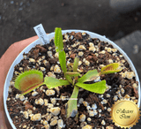 COLLECTORS ITEM 🌟 Venus Flytrap ROUGE SOMBRE 💎 Exact plant pictured! 📏 XL winterbulb (10-12cm in summer)