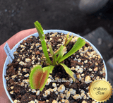 COLLECTORS ITEM 🌟 Venus Flytrap ROUGE SOMBRE 💎 Exact plant pictured! 📏 XL winterbulb (10-12cm in summer)