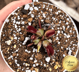 COLLECTORS ITEM 🌟 Venus Flytrap RED MICROTEETH > Exact plant pictured