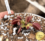 COLLECTORS ITEM 🌟 Venus Flytrap RED MICROTEETH > Exact plant pictured