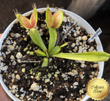 COLLECTORS ITEM 🌟 Venus Flytrap ROUGE SOMBRE 💎 Exact plant pictured! 📏 XL winterbulb (10-12cm in summer)