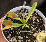 COLLECTORS ITEM 🌟 Venus Flytrap ROUGE SOMBRE 💎 Exact plant pictured! 📏 XL winterbulb (10-12cm in summer)