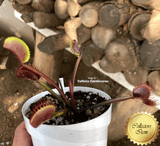 COLLECTORS ITEM 🌟 Venus Flytrap ROYAL RED 📏 6+yr old XXL winterbulb (10-15cm in summer) 💎 Limited release > Exact plant pictured!