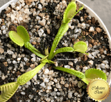 VENUS FLYTRAP: Schuppenstiel for sale | Buy carnivorous plants and seeds online @ South Africa's leading online plant nursery, Cultivo Carnivores