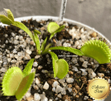VENUS FLYTRAP: Schuppenstiel for sale | Buy carnivorous plants and seeds online @ South Africa's leading online plant nursery, Cultivo Carnivores