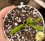 COLLECTORS ITEM:  Venus Flytrap SD DRACO > Exact plant pictured