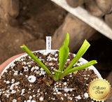COLLECTORS ITEM:  Venus Flytrap SD DRACO > Exact plant pictured