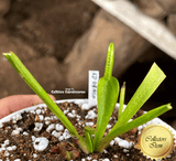 COLLECTORS ITEM:  Venus Flytrap SD DRACO > Exact plant pictured