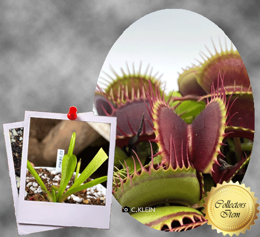 Venus Flytrap SD Draco • Near flowering size • Flytrapstore,USA