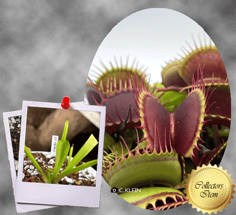 COLLECTORS ITEM:  Venus Flytrap SD DRACO > Exact plant pictured
