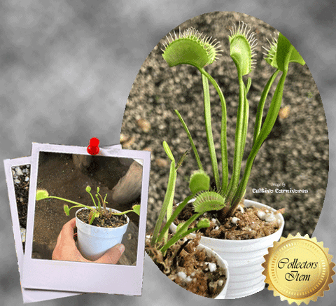 COLLECTORS ITEM:  Venus Flytrap WIP SLIM SNAPPER > Exact plant pictured for sale | Buy carnivorous plants and seeds online @ South Africa's leading online plant nursery, Cultivo Carnivores