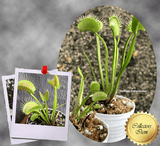 COLLECTORS ITEM 🌟 Venus Flytrap WIP SLIM SNAPPER 💎 Exact plant pictured! 📏 XL winterbulb (10-15cm in summer)