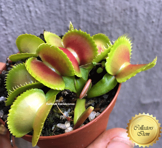 Venus Flytrap Sandokan • XL flowering size • C.Klein,Germany