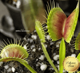 VENUS FLYTRAP:  Scarlatine x Slim Snapper for sale | Buy carnivorous plants and seeds online @ South Africa's leading online plant nursery, Cultivo Carnivores