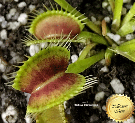 VENUS FLYTRAP:  Scarlatine x Slim Snapper for sale | Buy carnivorous plants and seeds online @ South Africa's leading online plant nursery, Cultivo Carnivores