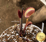 COLLECTORS ITEM 🌟 Venus Flytrap TREV'S RED DENTATE > Exact plant pictured
