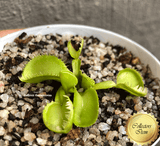 COLLECTORS ITEM 🌟 Venus Flytrap TRITON 💎 Exact plant pictured! 📏 XL winterbulb (10-12cm in summer)