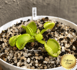 COLLECTORS ITEM 🌟 Venus Flytrap TRITON 💎 Exact plant pictured! 📏 XL winterbulb (10-12cm in summer)