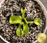 COLLECTORS ITEM 🌟 Venus Flytrap TRITON 💎 Exact plant pictured! 📏 XL winterbulb (10-12cm in summer)