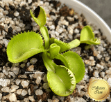 COLLECTORS ITEM 🌟 Venus Flytrap TRITON 💎 Exact plant pictured! 📏 XL winterbulb (10-12cm in summer)