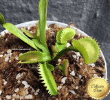 COLLECTORS ITEM 🌟 Venus Flytrap UK SAWTOOTH I 💎 Exact plant pictured! 📏 XL winterbulb (10-12cm in summer) with 1st spring traps