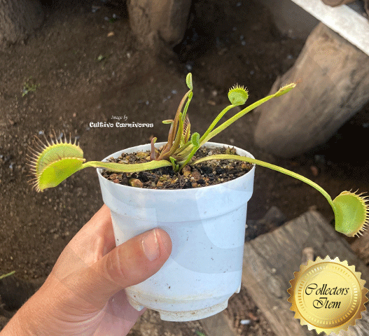 COLLECTORS ITEM:  Venus Flytrap WIP SLIM SNAPPER > Exact plant pictured for sale | Buy carnivorous plants and seeds online @ South Africa's leading online plant nursery, Cultivo Carnivores