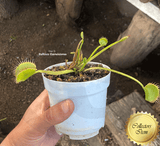 COLLECTORS ITEM:  Venus Flytrap WIP SLIM SNAPPER > Exact plant pictured for sale | Buy carnivorous plants and seeds online @ South Africa's leading online plant nursery, Cultivo Carnivores