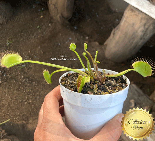 COLLECTORS ITEM:  Venus Flytrap WIP SLIM SNAPPER > Exact plant pictured for sale | Buy carnivorous plants and seeds online @ South Africa's leading online plant nursery, Cultivo Carnivores
