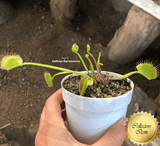 COLLECTORS ITEM:  Venus Flytrap WIP SLIM SNAPPER > Exact plant pictured for sale | Buy carnivorous plants and seeds online @ South Africa's leading online plant nursery, Cultivo Carnivores