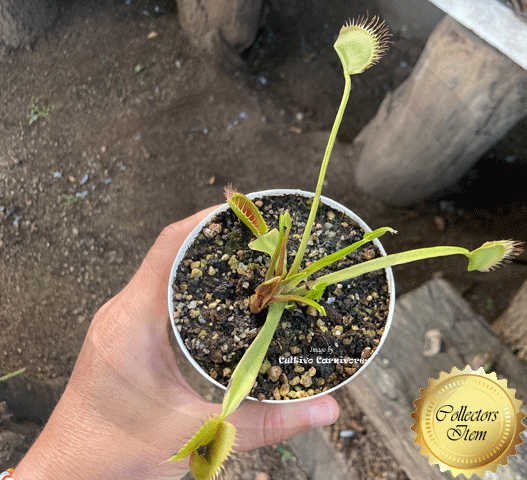 COLLECTORS ITEM:  Venus Flytrap WIP SLIM SNAPPER > Exact plant pictured for sale | Buy carnivorous plants and seeds online @ South Africa's leading online plant nursery, Cultivo Carnivores