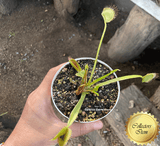 COLLECTORS ITEM:  Venus Flytrap WIP SLIM SNAPPER > Exact plant pictured for sale | Buy carnivorous plants and seeds online @ South Africa's leading online plant nursery, Cultivo Carnivores