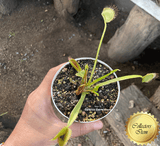 COLLECTORS ITEM:  Venus Flytrap WIP SLIM SNAPPER > Exact plant pictured for sale | Buy carnivorous plants and seeds online @ South Africa's leading online plant nursery, Cultivo Carnivores