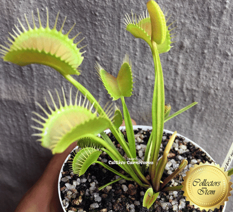 COLLECTORS ITEM 🌟 Venus Flytrap WIP SLIM SNAPPER 💎 Exact plant pictured! 📏 XL winterbulb (10-15cm in summer)