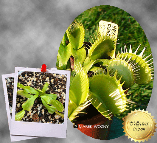 Venus Flytrap Yellow Fused Tooth • XL Flowering size • C.Klein