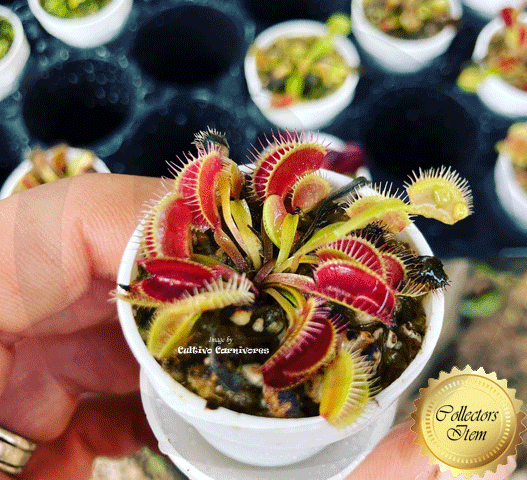 ⛱️ SUMMER BASH SALE 2025☀️ 20% OFF on 3 x BUG-MUNCHING MINI's™ for connoisseurs: VENUS FLYTRAPS with ID