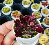 ⛱️ SUMMER BASH SALE ☀️ 20% OFF on 3 x BUG-MUNCHING MINI's for connoisseurs:  VENUS FLYTRAPS with ID (Labeled, random selection)