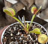 COLLECTORS ITEM 🌟 Venus Flytrap BIMBO 💎 Exact plant pictured! 📏 LRG winterbulb (8-10cm in summer)
