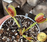 COLLECTORS ITEM 🌟 Venus Flytrap BIMBO 💎 Exact plant pictured! 📏 LRG winterbulb (8-10cm in summer)