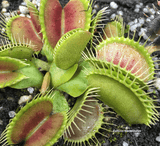 VENUS FLYTRAP:  Low Giant x DCXL for sale | Buy carnivorous plants and seeds online @ South Africa's leading online plant nursery, Cultivo Carnivores